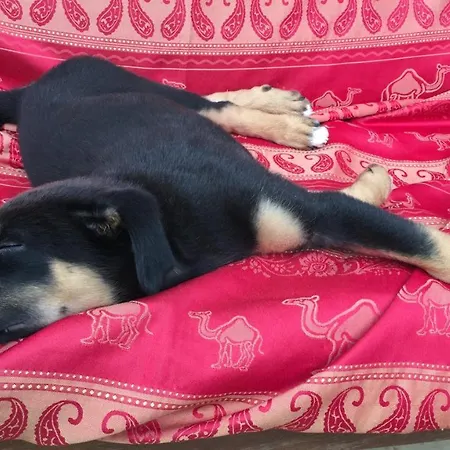 Luxuszelt La Dorepontaise Yourte Mongole *