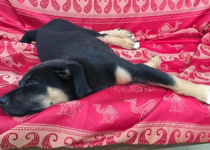 Οργανωμένο κάμπινγκ La Dorepontaise Yourte Mongole *