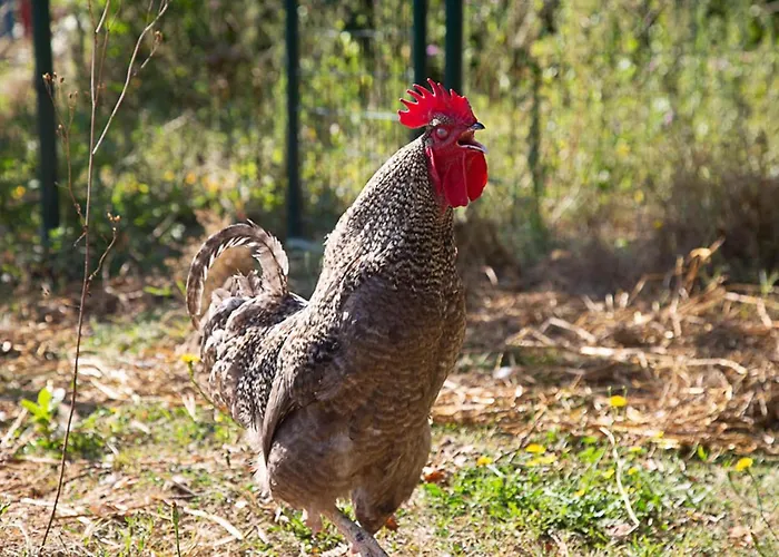 La Dorepontaise Yourte Mongole